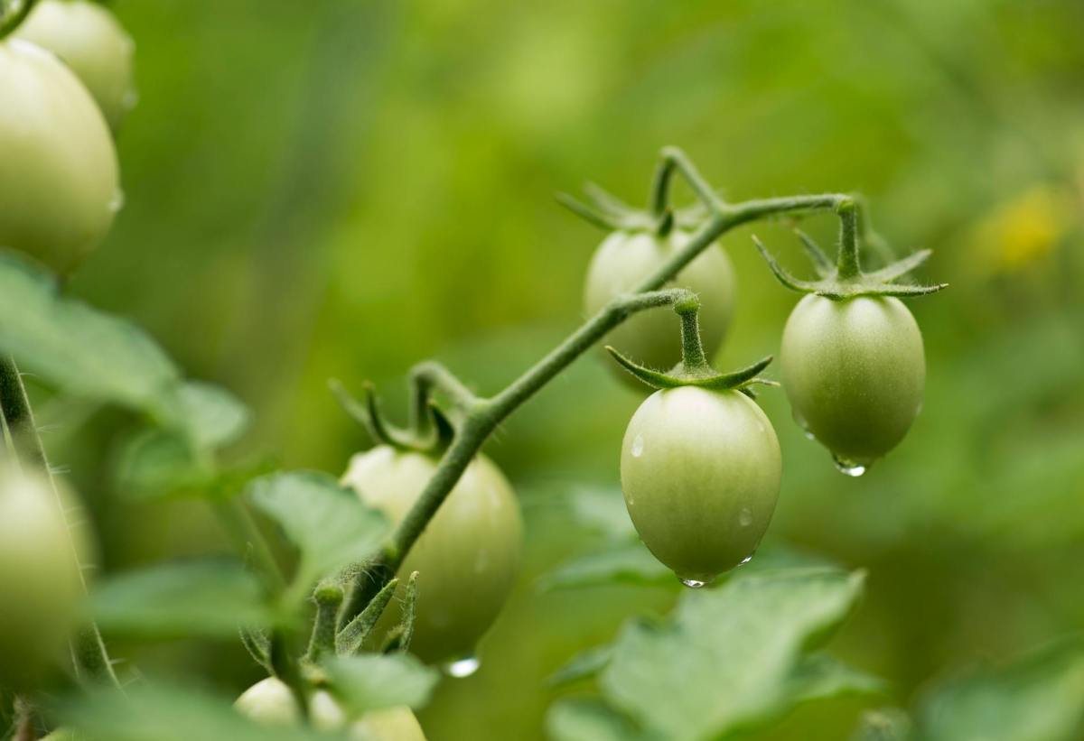 1- Che cos’è&nbsp;l’agricoltura?